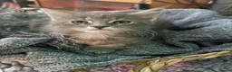 Maine Coon cats for sale: Beautiful Maine Coon kittens **READY NOW*** - Advert 12