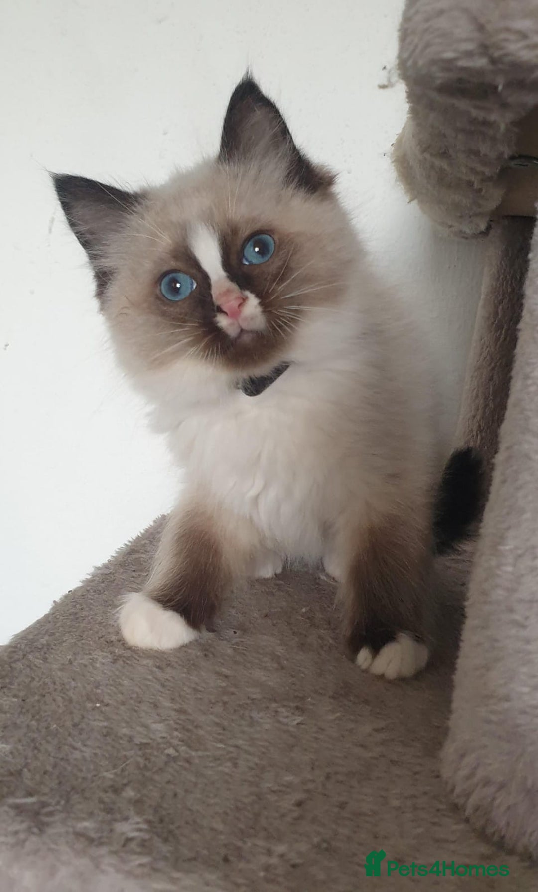 Ragdoll cats for sale: Stunning GCCF Registered Ragdoll Kittens. - Advert 21