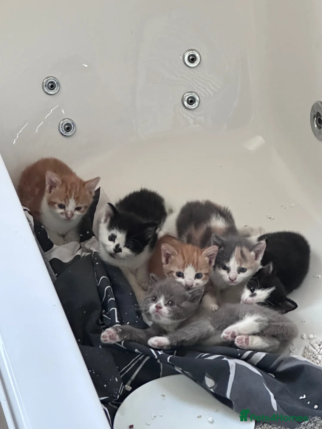 Mixed Breed cats for sale: Kittens for sale  - Advert 1