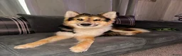 Shepsky dogs for sale: German Shepard X husky in Liverpool - Advert 2