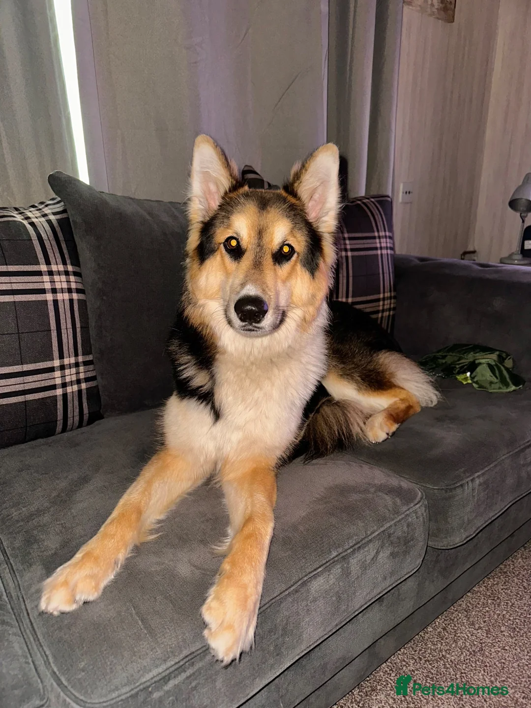 Shepsky dogs for sale: German Shepard X husky in Liverpool - Advert 2