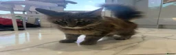 Maine Coon cats for sale: Maine coon X BSH Kittens - Advert 2
