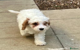 Mixed Breed dogs for sale: Three puppies for sell  in Rushden - Image 2