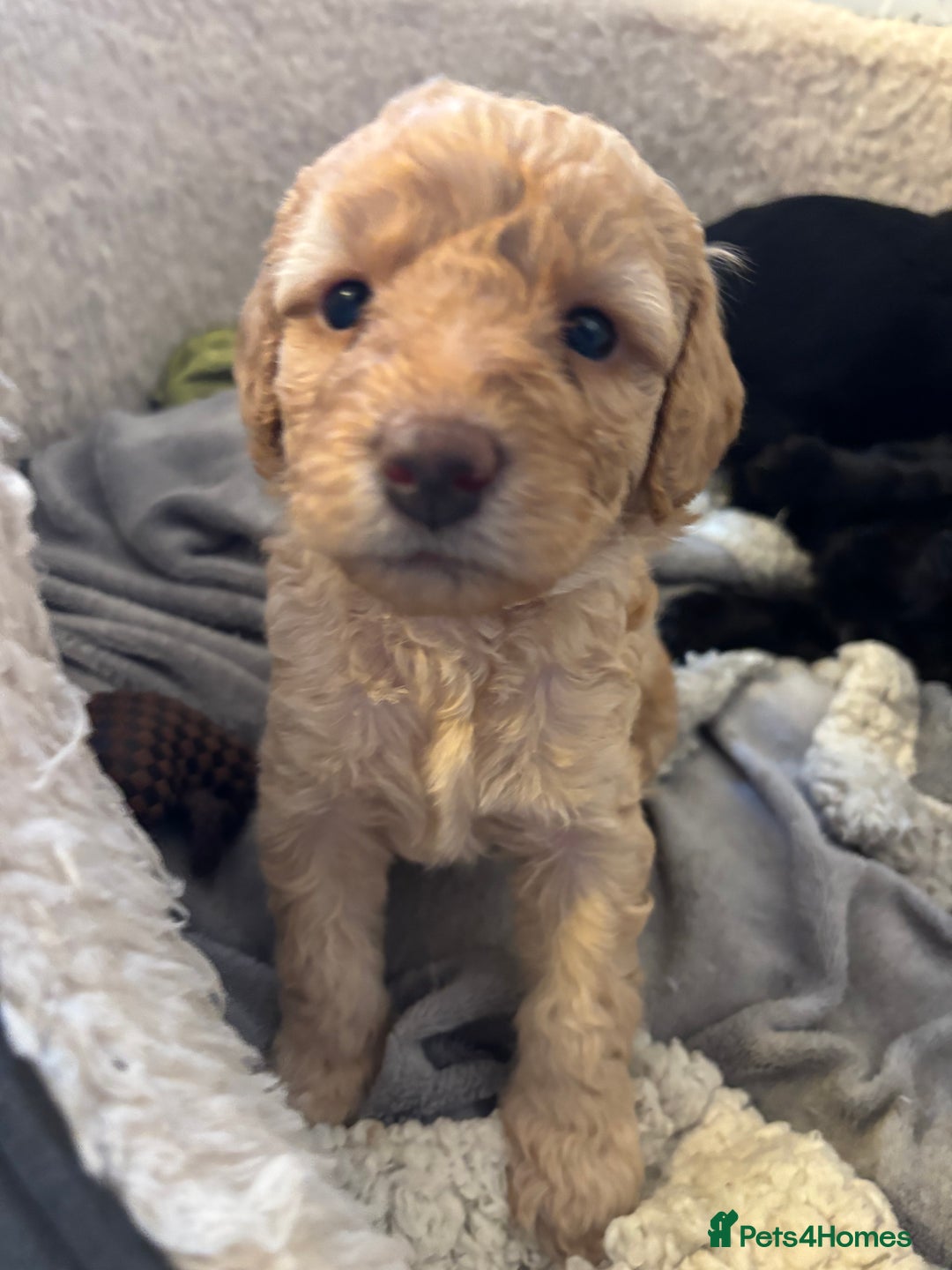 Mixed Breed dogs for sale: Beautiful Girl and Boy Cockadors  - Image 5