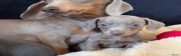 Miniature Dachshund dogs for sale: Beautiful Dachshund Puppies (Males) - Advert 12