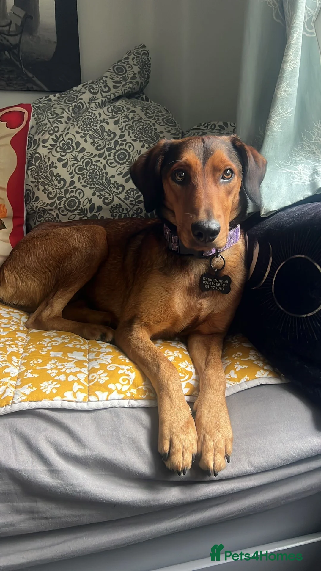 Mixed Breed dogs for sale: Dahlia needs her family - Advert 5