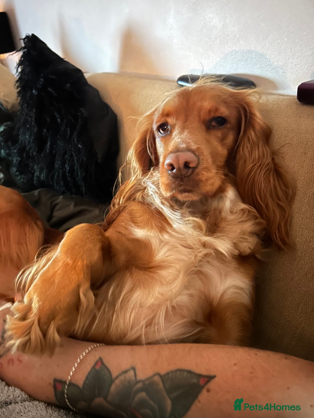 Cocker Spaniel dogs for sale: Cocker spaniel  - Advert 1