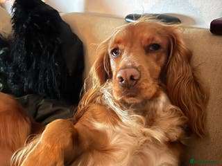 Cocker Spaniel dogs Cocker spaniel - Advert 1