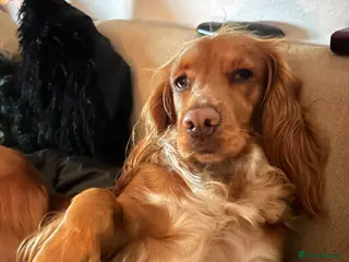 Cocker Spaniel dogs Working cocker spaniel - Advert 5