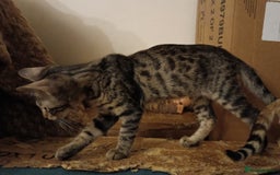 Bengal cats for sale: Bengal Kittens  - Image 3