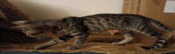 Bengal cats for sale: Bengal Kittens  - Advert 3