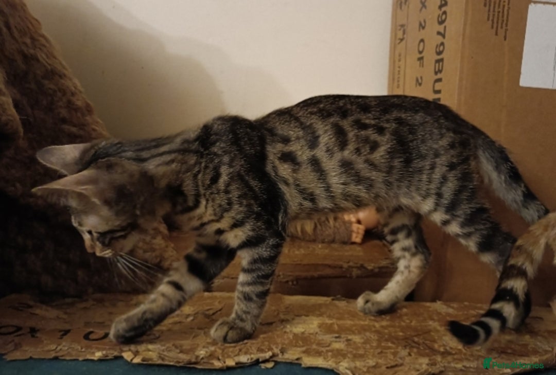 Bengal cats for sale: Bengal Kittens  - Image 3
