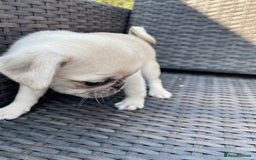 Pug dogs for sale: Pug Puppies  - Image 5