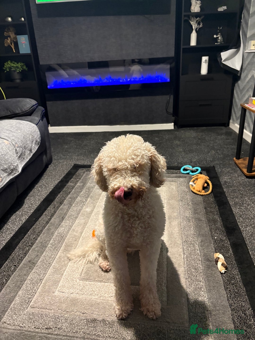 Labradoodle dogs for sale: Gorgeous Labradoodle - Advert 6