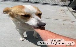 Mixed Breed dogs for adoption: Silas. 4 yrs approx. Available for adoption. in Brixham - Image 19