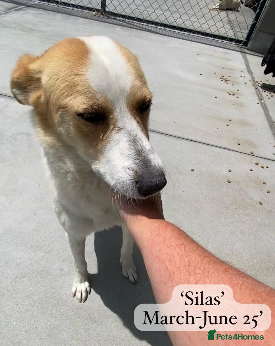 Mixed Breed dogs for adoption: Silas. 4 yrs approx. Available for adoption. in Brixham - Image 19