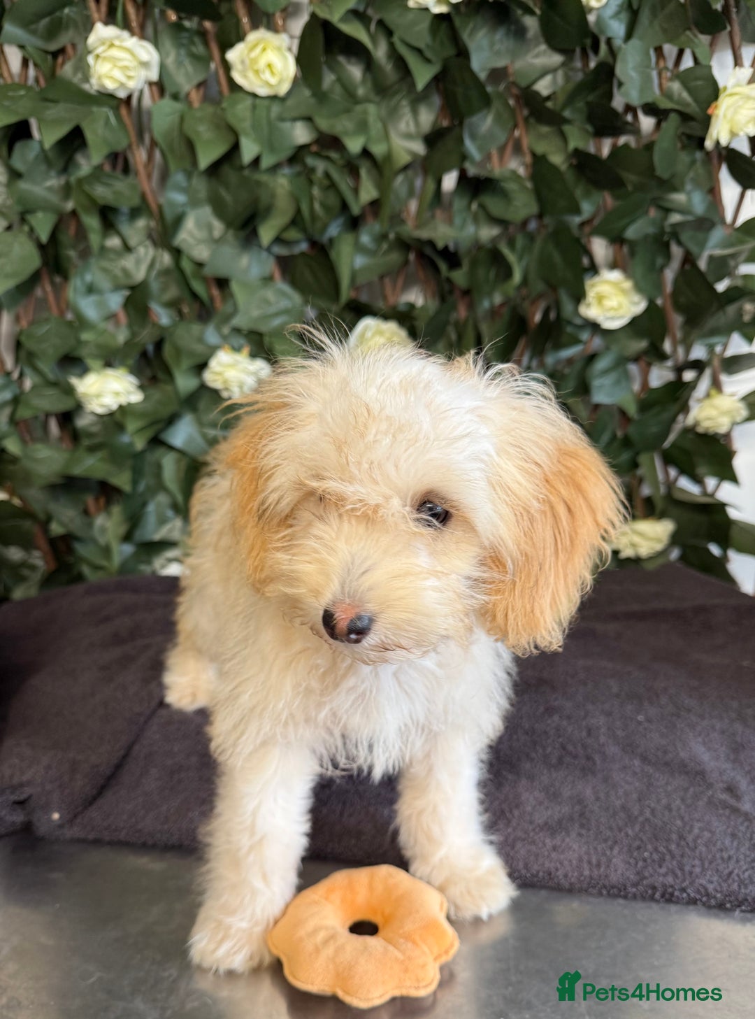 Cavapoo dogs for sale: 1 Girl Remaining ⭐️ Reduced ⭐️ F1b Cavapoos ⭐️ - Image 14