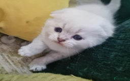 Scottish Fold cats for sale: Scottish Fold Kittens - Image 5