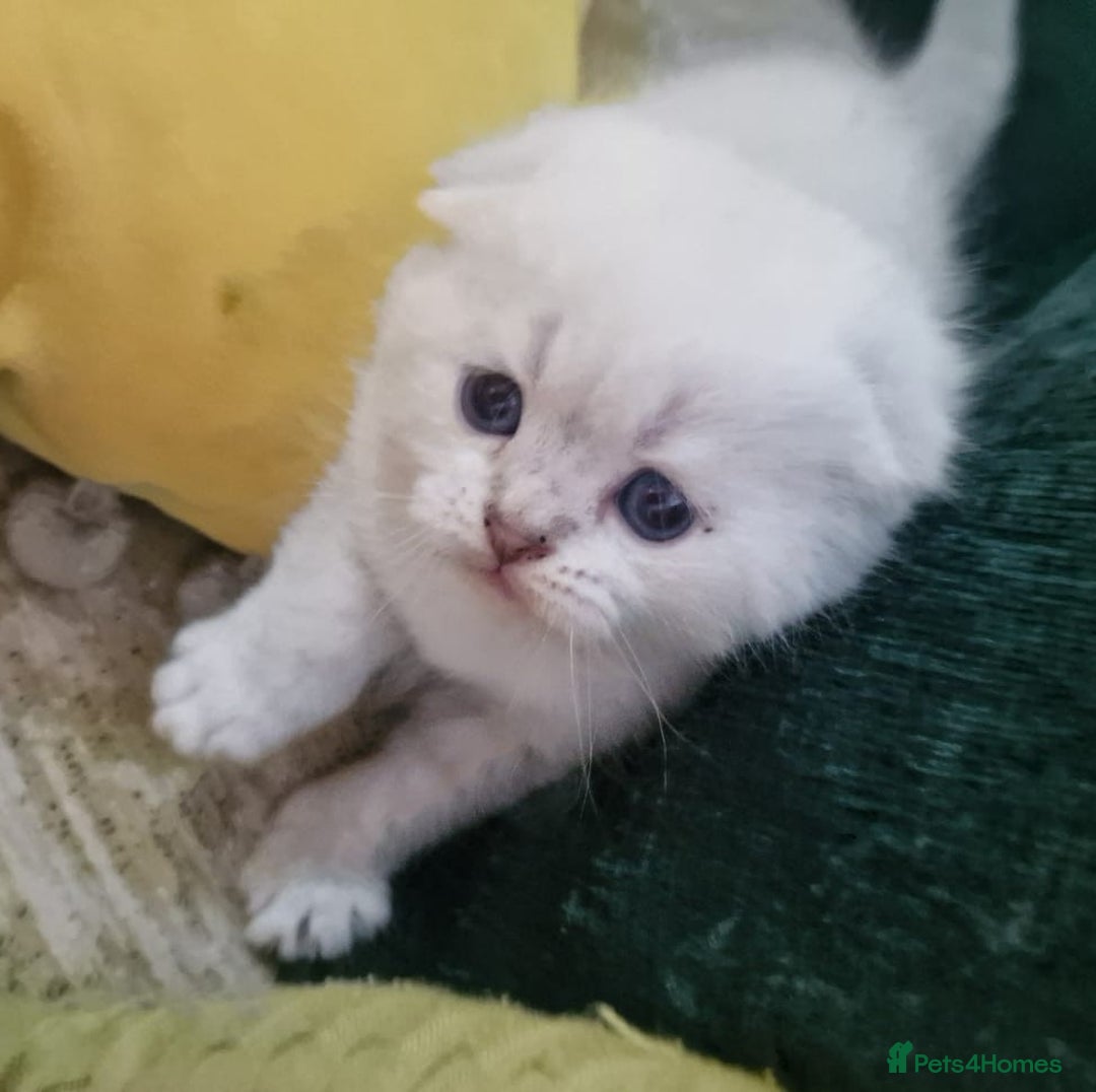 Scottish Fold cats for sale: Scottish Fold Kittens - Image 5