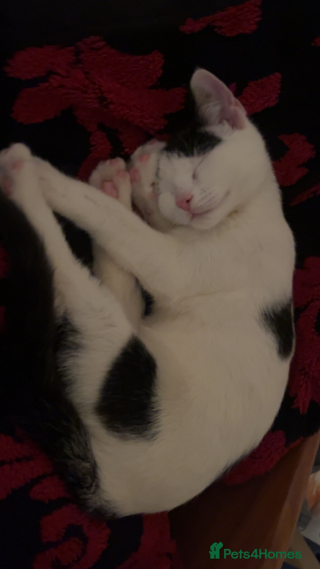 American Shorthair cats for sale: Kitten  - Image 6