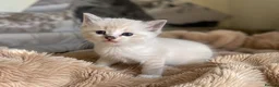 Ragdoll cats for sale: Bi colour ragdoll kittens looking for good home! - Advert 2