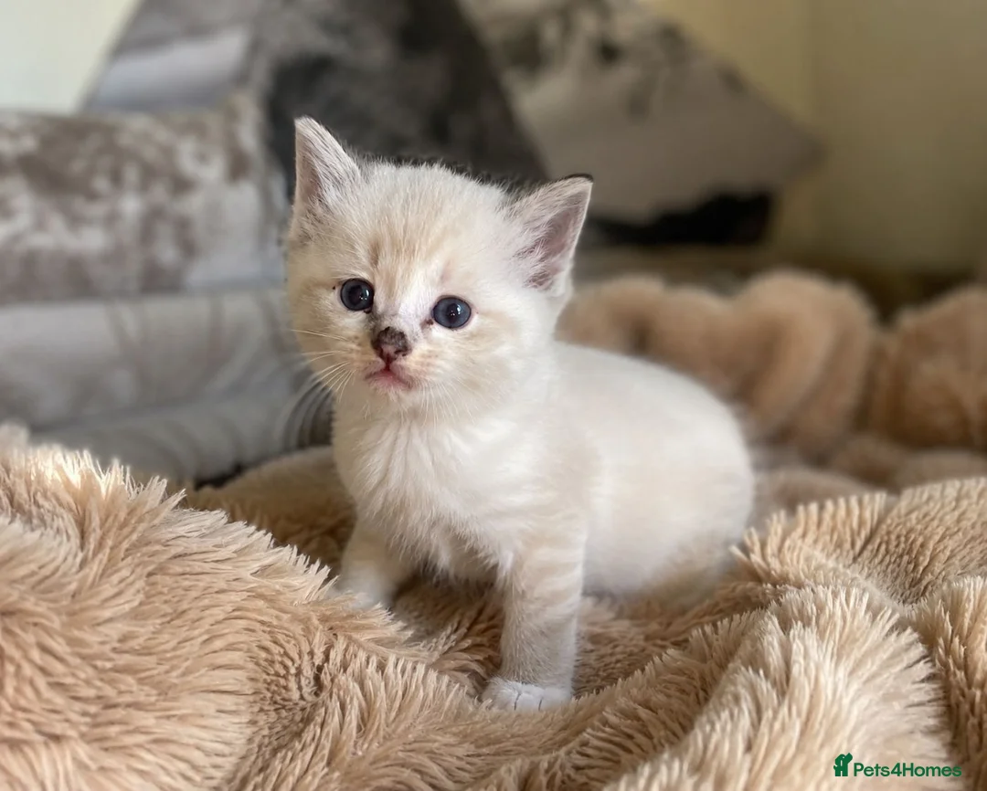 Ragdoll cats for sale: Bi colour ragdoll kittens looking for good home! - Advert 2