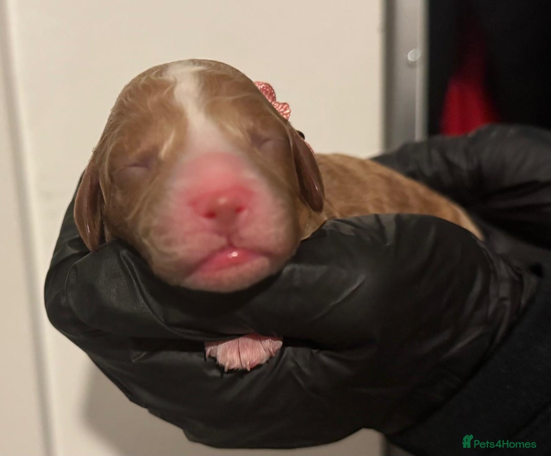 Cockapoo dogs for sale: 🐾 Beautiful Red Cockapoo Puppies 🐾 - Advert 5