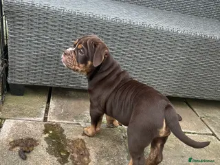 Olde English Bulldogge dogs 🔥Olde English bulldog puppies ready 2 leave🔥 - Advert 1