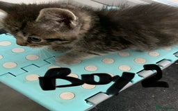 Mixed Breed cats for sale: Himalayan mixed - Image 7