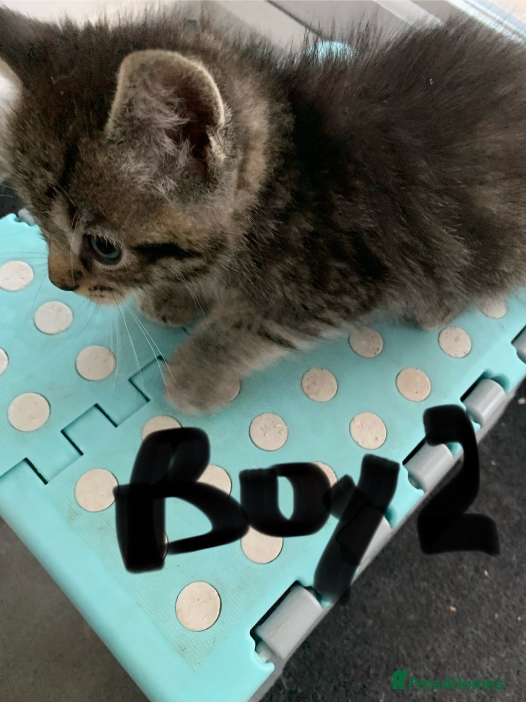 Mixed Breed cats for sale: Himalayan mixed - Image 7