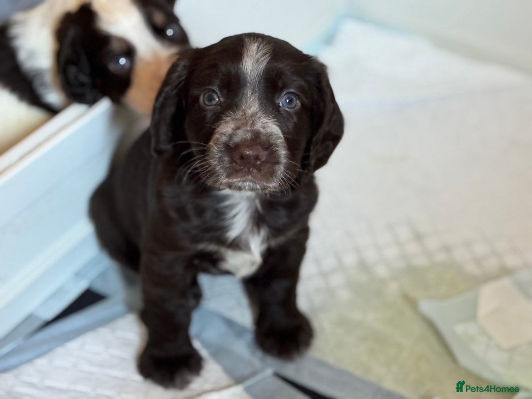 Cocker Spaniel dogs for sale: Working cocker spaniels  - Image 6