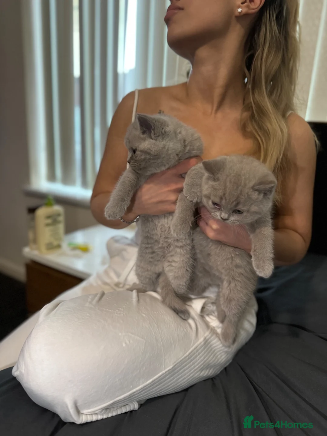 British Shorthair cats for sale: British shorthair kittens lilac and blue - Advert 26