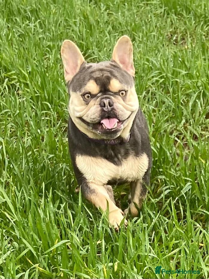 French Bulldog dogs Gorgeous-18month old French bulldog /male-Ernie - Advert 1