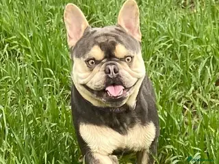 French Bulldog dogs Gorgeous-18month old French bulldog /male-Ernie - Advert 1