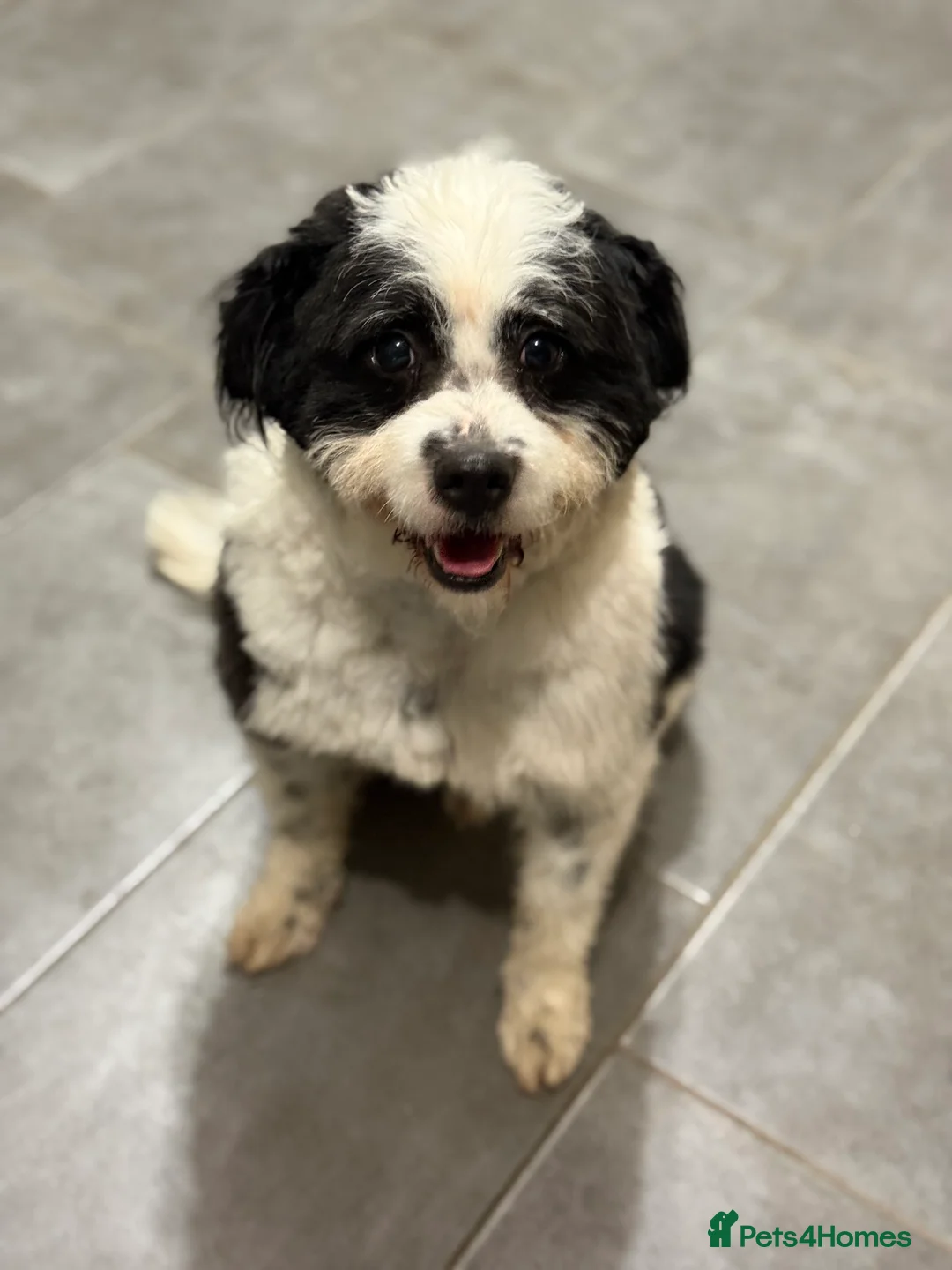 Mixed Breed dogs for adoption: Cute Teddy looking for True Love  - Advert 8