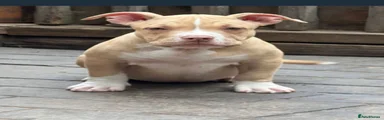 American Bully 1