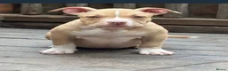 American Bully dogs for sale: American  bully puppies - Advert 21