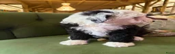 Sheepadoodle dogs for sale: Midi Sheepadoodle READY NOW - Advert 22