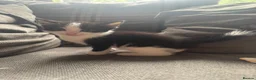Mixed Breed cats for sale: Male kitten ready now - Advert 11