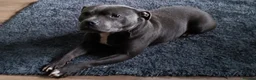 Staffordshire Bull Terrier dogs for sale: Blue Staffordshire bull terriers  - Advert 18