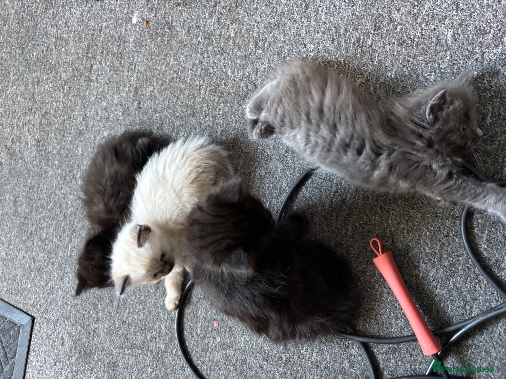 Ragdoll cats 3 boys and 1 girl  - Advert 13