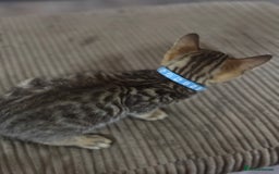 Bengal cats for sale: **1 Female remaining** Bengal cross kittens  in Petworth - Image 12