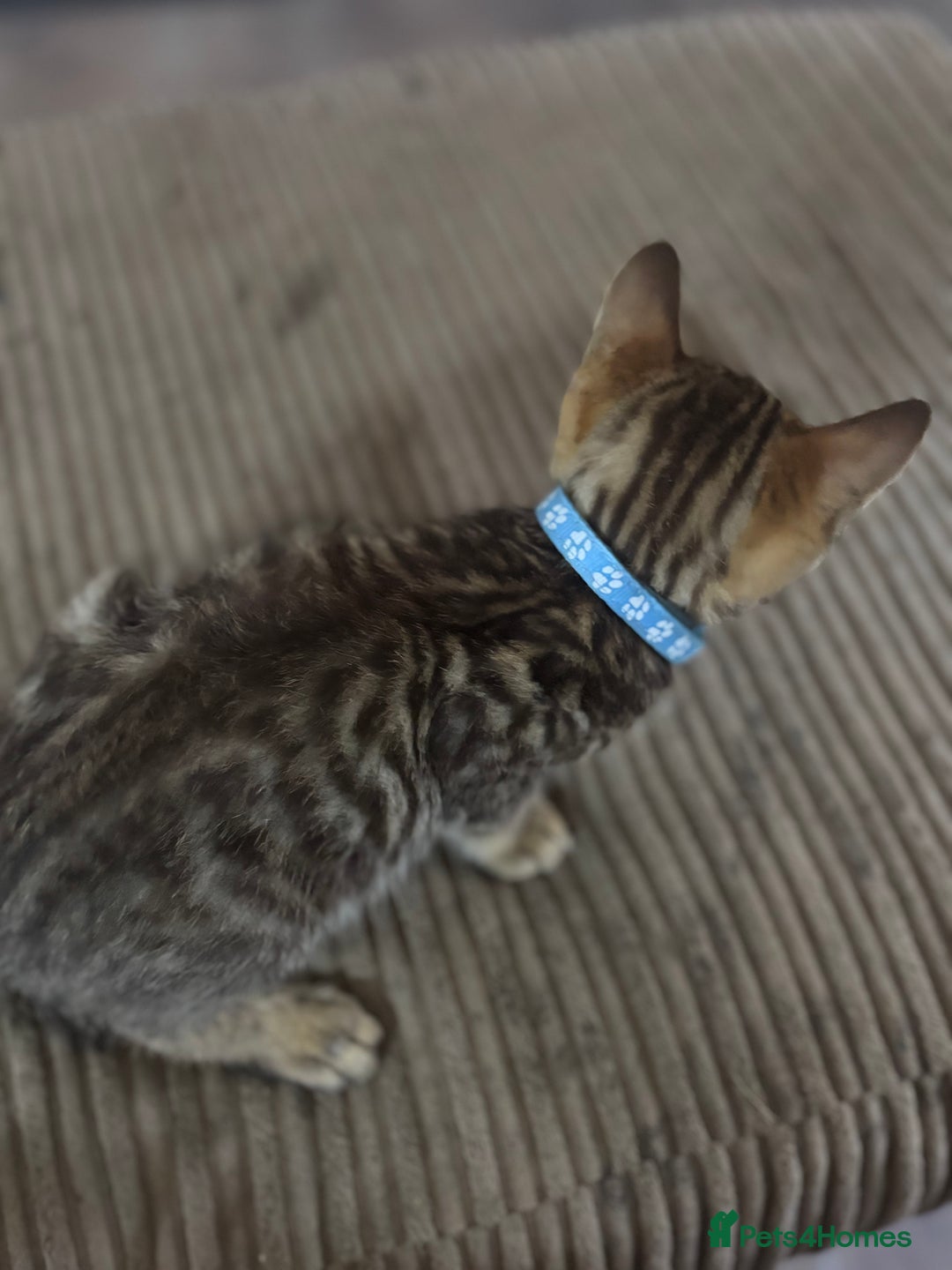 Bengal cats for sale: **1 Female remaining** Bengal cross kittens  in Petworth - Image 12