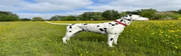 Dalmatian dogs for sale: Dalmatian puppies - Advert 3