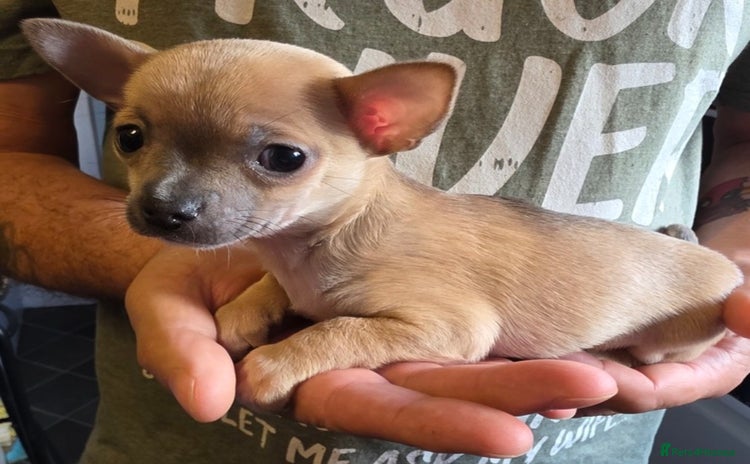 Chihuahua dogs - Advert 13