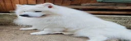 Samoyed dogs for stud: Elite Samoyed Stud - World Class Pedigree KC Reg. - Advert 3
