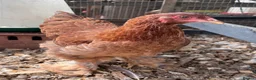 Chickens poultry for sale: Brahma  - Advert 5