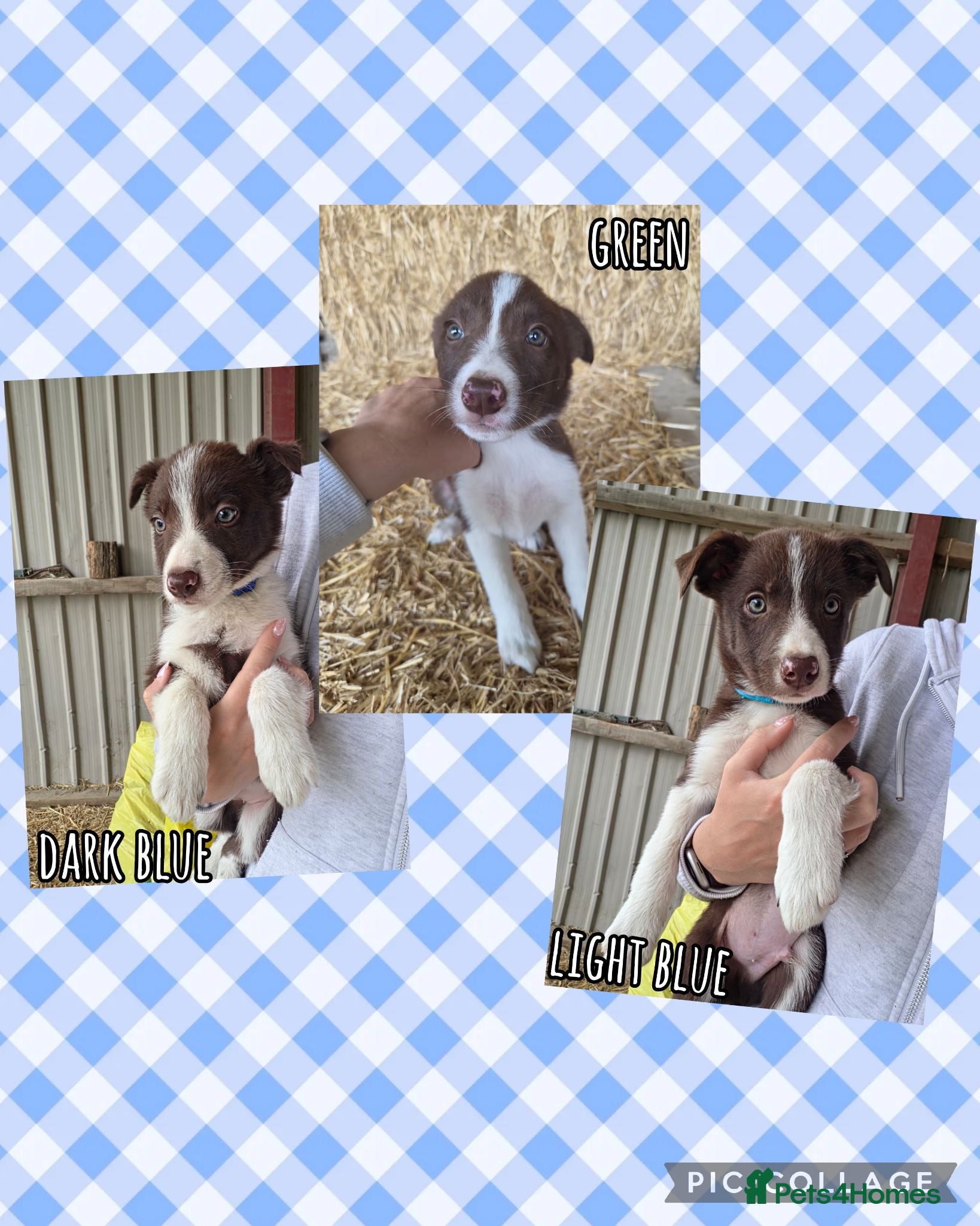 Border Collie dogs ISDS Registered Border Collie Puppies - Advert 5