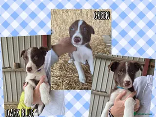 Border Collie dogs ISDS Registered Border Collie Puppies - Advert 5
