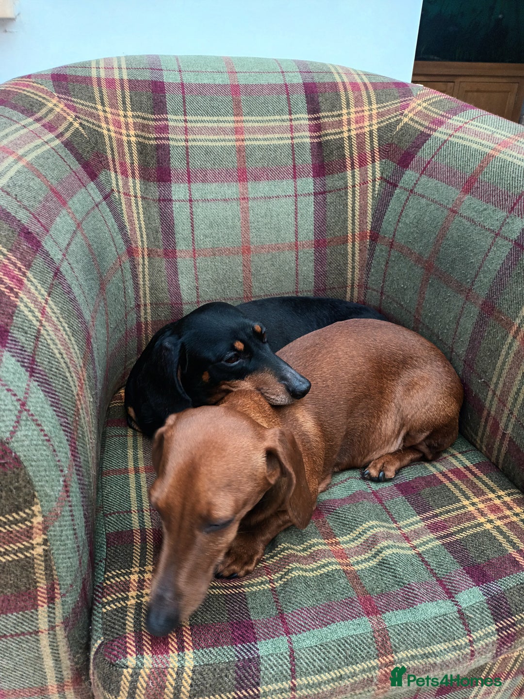 Miniature Dachshund dogs for sale: Black and Tan Miniature Dachshund Puppies 3 Boys - Advert 34
